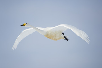 Singschwan im Flug
