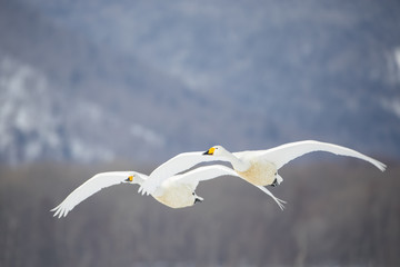 Singschwaene im Flug
