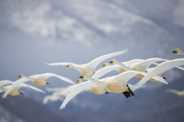 Singschwaene im Flug