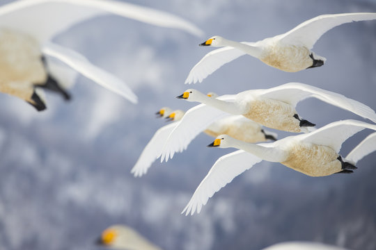 Singschwaene im Flug