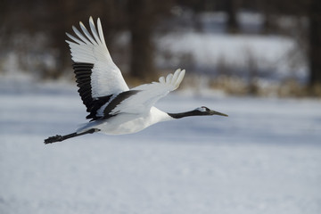 Kranich im Flug