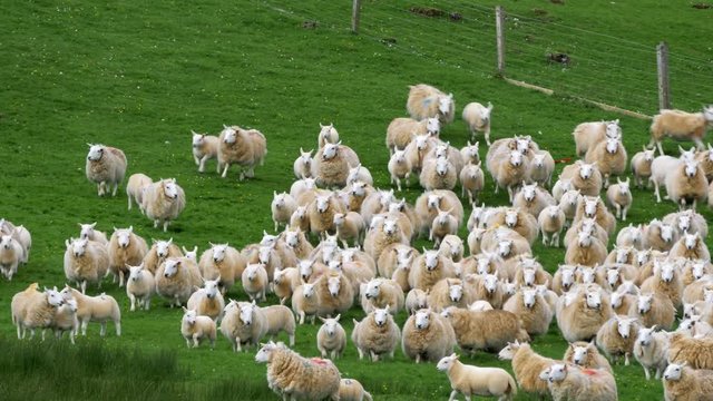Huge Sheep Herd, Scotland - Graded Version