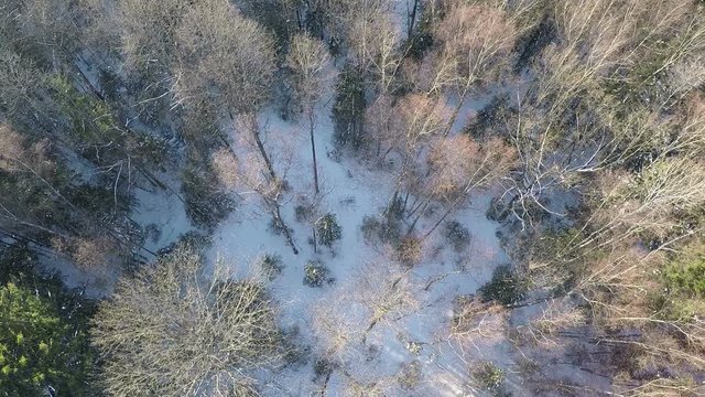 Aerial shot of winter wood with bare birches ad green spruce trees. Forestland scene
