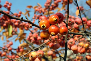 Fr&uuml;chte von Feuerdorn bonatanisch Rosengew&auml;chse Untertribus