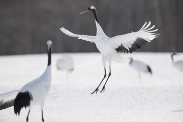Kranich im Landeanflug