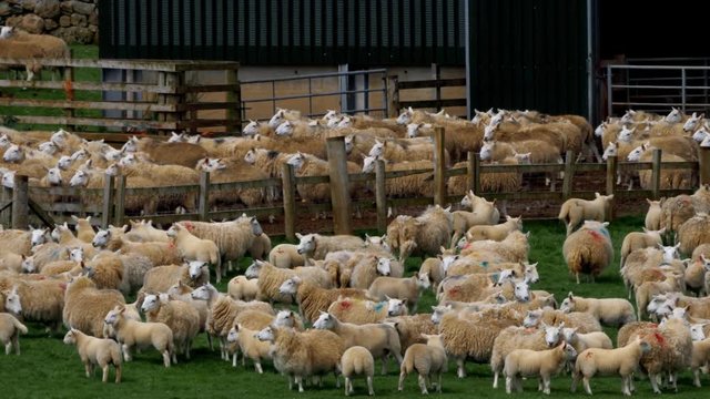 Huge Sheep Herd, Scotland - Graded Version