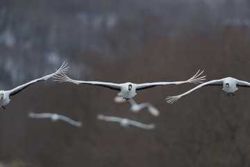 Kraniche fliegen im Morgengrauen auf