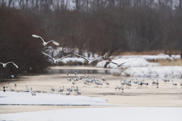 Kraniche fliegen im Morgengrauen auf