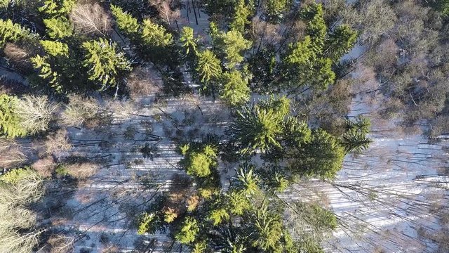 Aerial scene of winter wood with view to the tops of green fir trees and bare birches