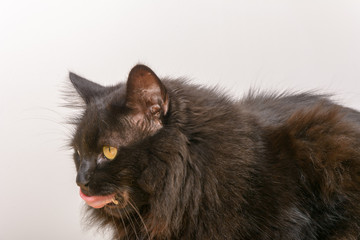 Katze mit Zunge draussen