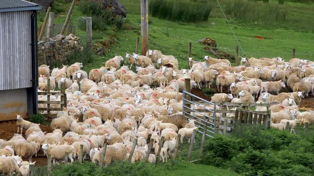 Huge Sheep Herd, Scotland - Graded Version
