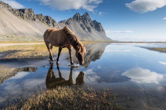 Magica Islanda / un cavallo si riflette nel favoloso paesaggio