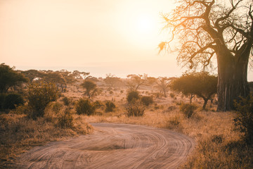 Sunrise in Tarangire National park ,Tanzania