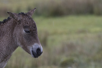 przewalski juvanile horse, Equus ferus przewalskii