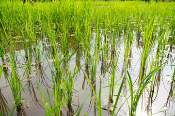 Obraz premium green rice in feild