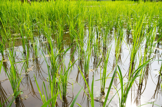 Green Rice In Feild