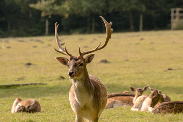 Hirsch mit einzigartigem Geweih