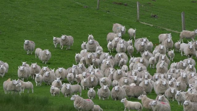 Huge Sheep Herd, Scotland - Ungraded Version