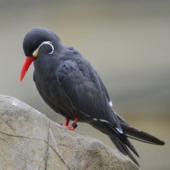 Portrait of ringed Inca Tern birds on rocks in natural habitat environment