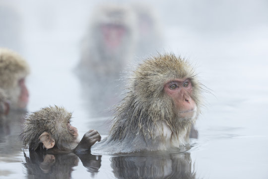 Junger Schneeaffe laust am Fell der Mutter