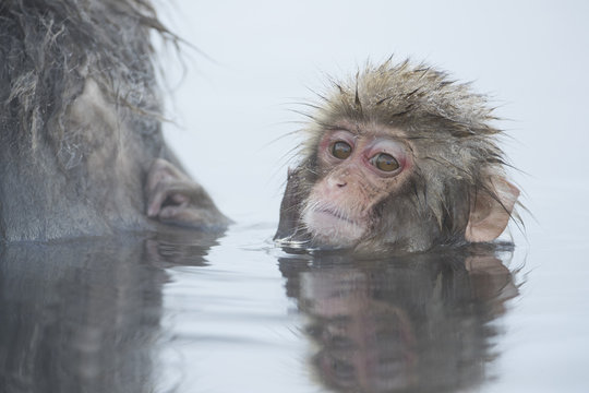 Junger Schneeaffe laust am Fell der Mutter