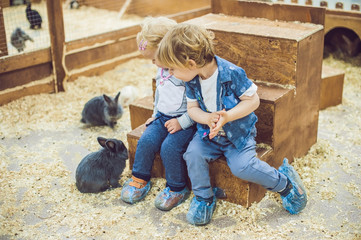 children play with the rabbits in the petting zoo