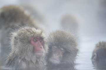Fototapeta premium Schneeaffen in der Thermalquelle