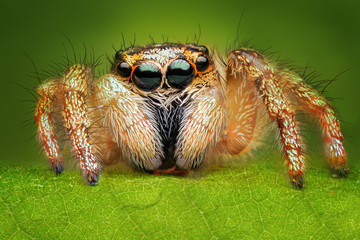 Salticus scenicus jumping spider macro