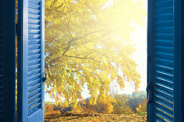 room with open blue window shutters to - fall garden with yellow tree and sunshine