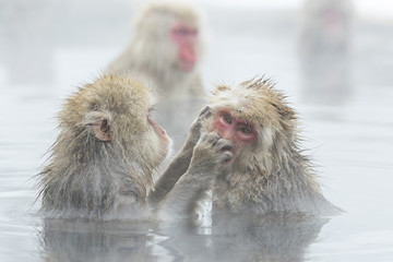 Naklejka premium Schneeaffen lausen sich