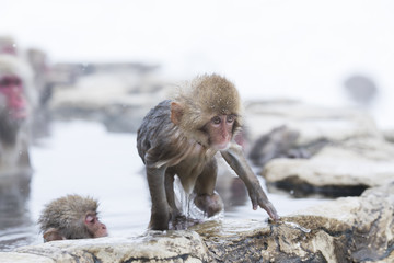 Obraz premium Junger Schneeaffe kommst aus der Thermalquelle