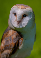 Owl looking