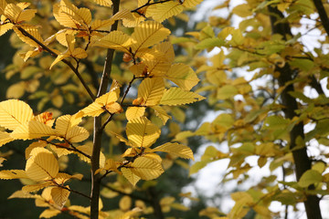 autumn leaves