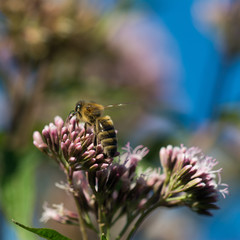 Macro photo - Bee pollinating wild purple flower in summer meadow