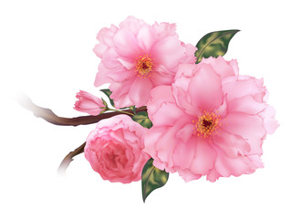 Vector 3D realistic pink cherry sakura flower branch digital art isolated