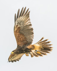 Harris hawk in flight