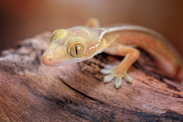 Gekko vittatus macro gecko