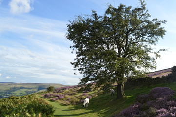 Sheep and tree in countryside