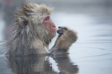 Obraz premium Schneeaffe kratzt sich