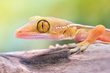 Gekko vittatus macro gecko