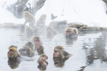 Schneeaffen waermen sich in der Thermalquelle