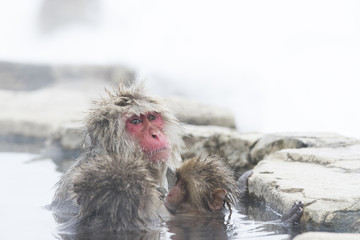 Schneeaffen waermen sich in der Thermalquelle