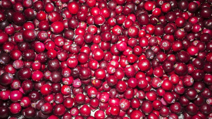 cranberry