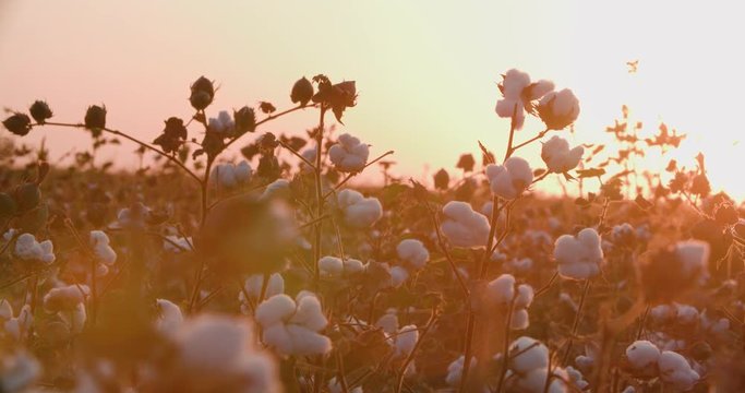 a field of cotton ready to harvest at sunset