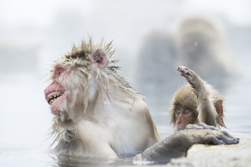 Fototapeta premium Schneeaffe reagiert auf Artgenossen