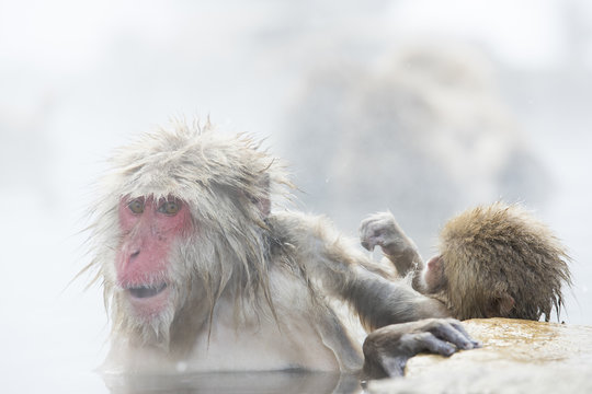 Junger Schneeaffe laust am Fell der Mutter