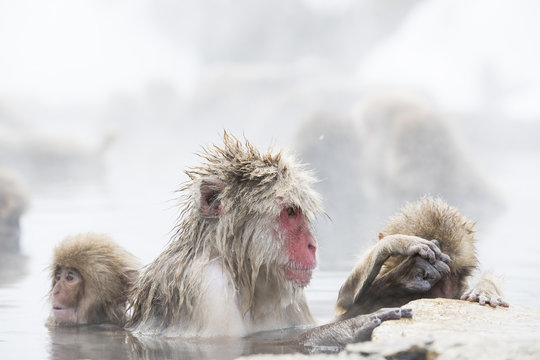 Junger Schneeaffe laust am Fell der Mutter