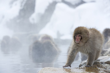 Obraz premium Junger Schneeaffe laeuft am Beckenrand