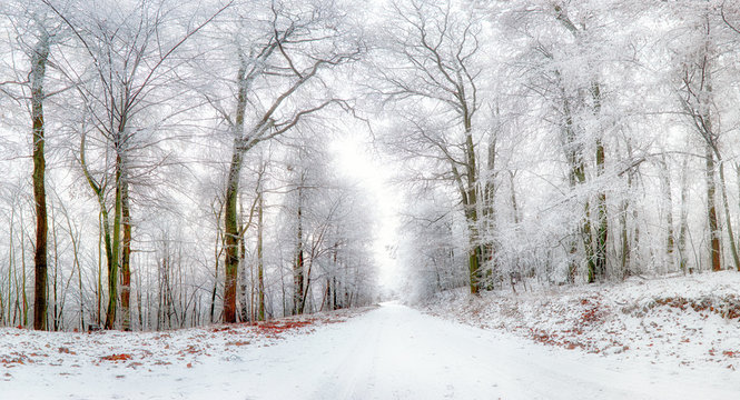 Fototapeta Winter landscape. Winter road and trees covered with snow