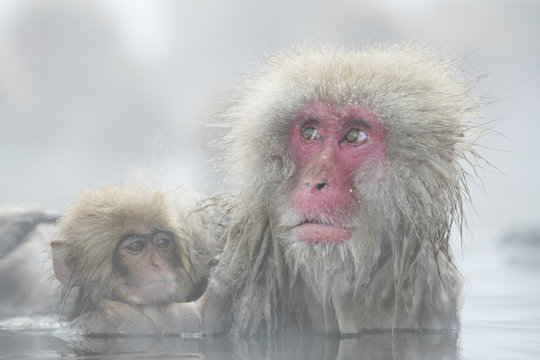 Junger Schneeaffe laust am Fell der Mutter